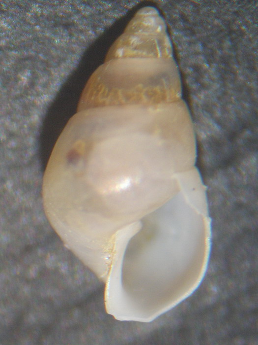 Odostomia sp2??